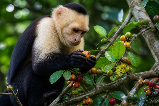Capuchin monkey inspecting forest fruit with focused attention